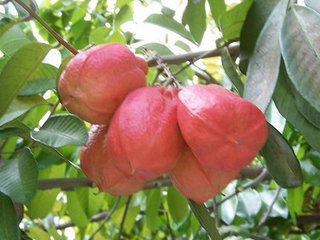 Unopened ackee fruit
