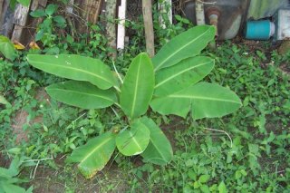 Young Banana Tree