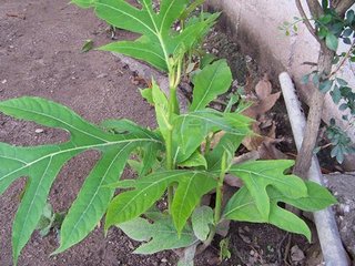 Young Breadfruit Tree