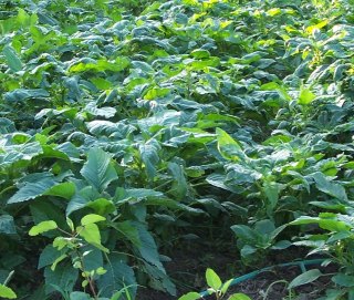 Callaloo in the field