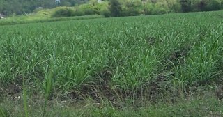 Young Cane in the Field