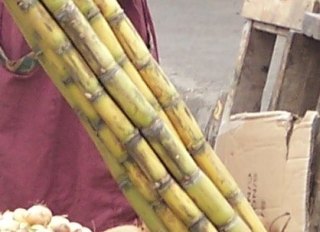 Cane at the Market