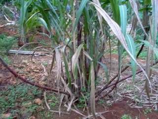 Sugar Cane Plant