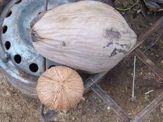 Mature Coconut in the husk (Dry Coconut)