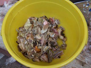 Goat head cleaned and ready