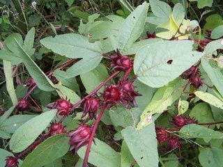 Sorrel in its Natural Habitat