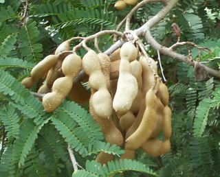 Green Tamarind